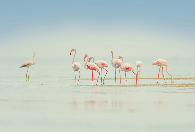 003 flamingo