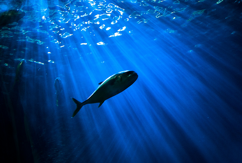003 night fish