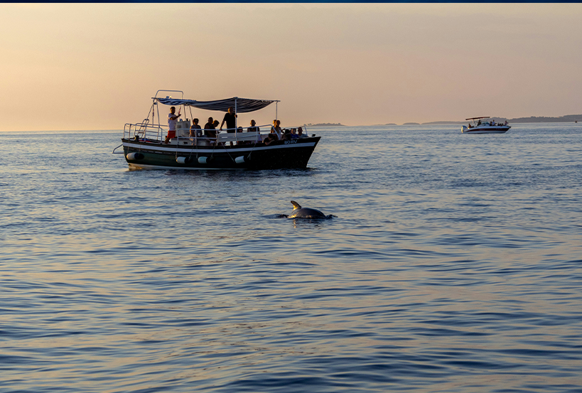 004 dolphin
