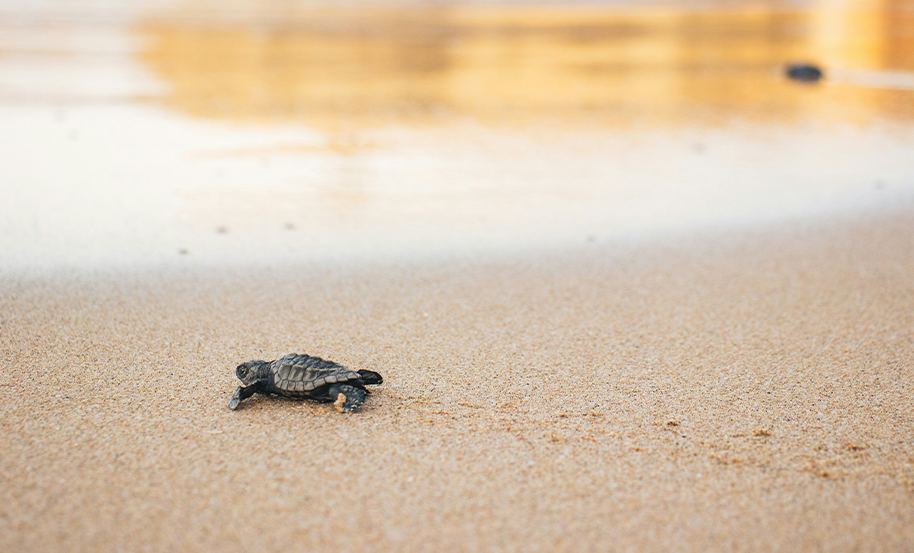 turtle